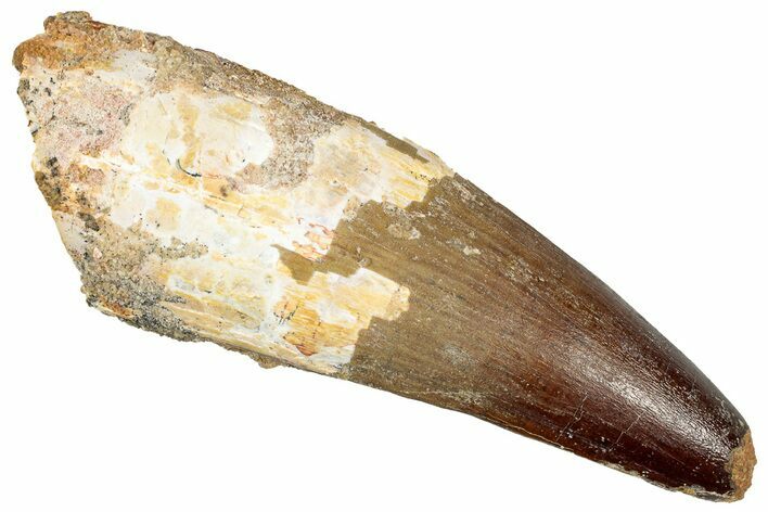 Real Fossil Spinosaurus Tooth - Huge Dinosaur Tooth #351623